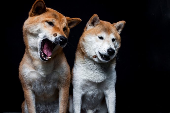 Zwei Shiba Inu Hunde