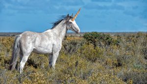 Einhorn im Feld
