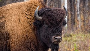 Ein Bison
