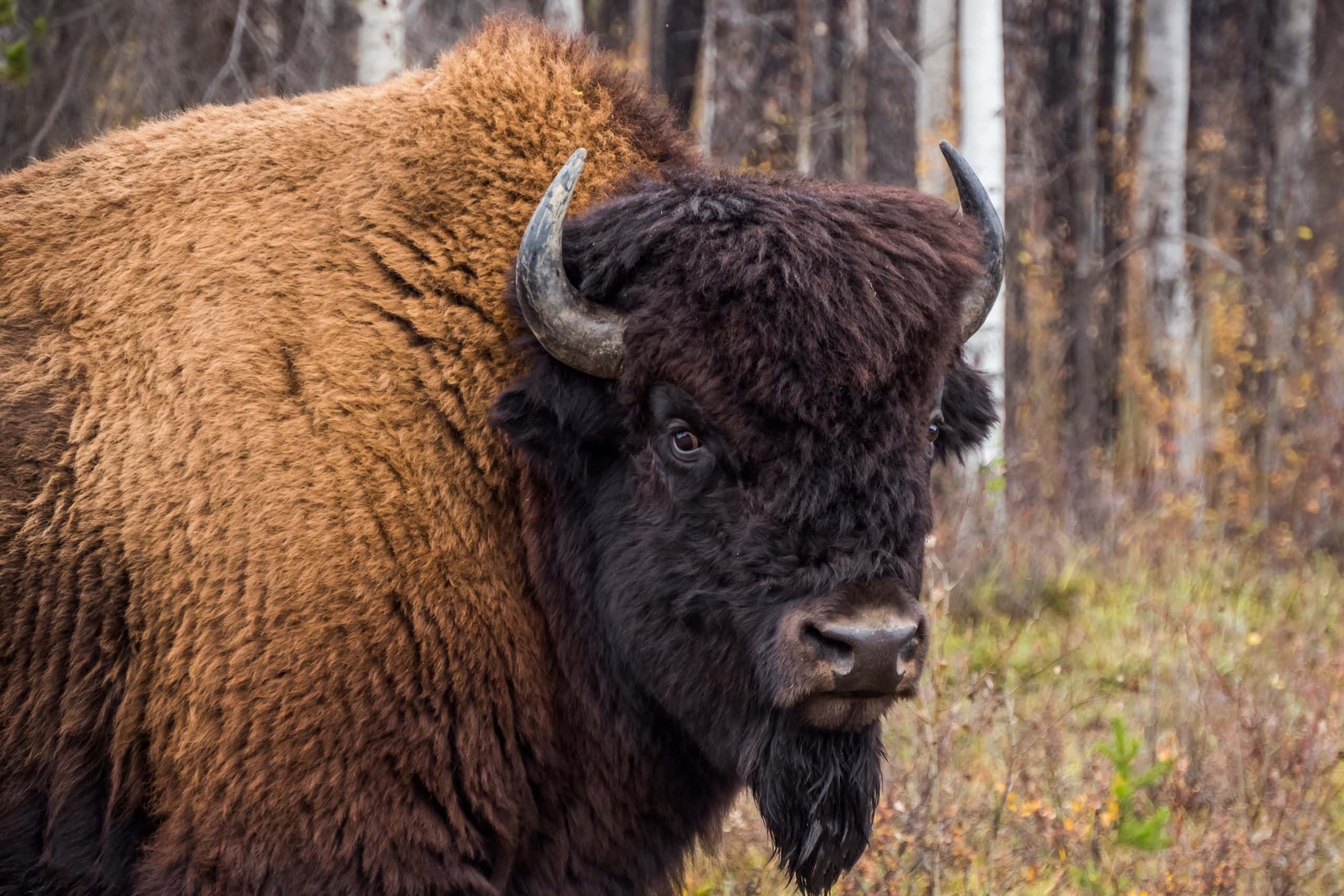 Ein Bison