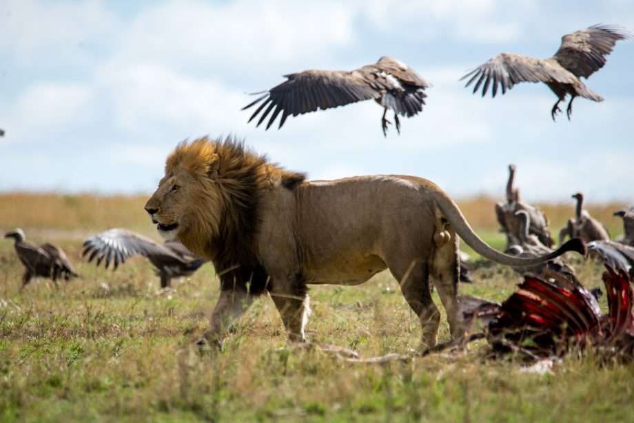 Charles Hoskinson in Afrika: Altruismus oder Habgier? | BTC-ECHO Afrika