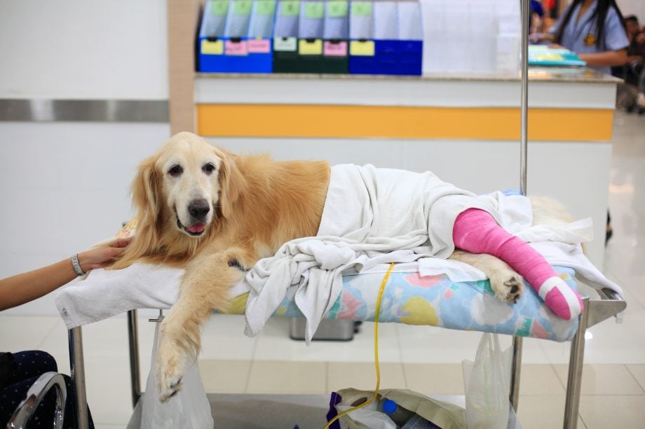 El Salvador verwendet Gewinne aus Bitcoin-Trust für Tierklinik Golden Retriever auf Liege mit verbundenem Bein
