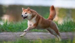 Shiba Inu