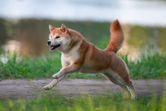 Shiba Inu