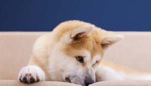 Trauriger Shiba Inu Hund