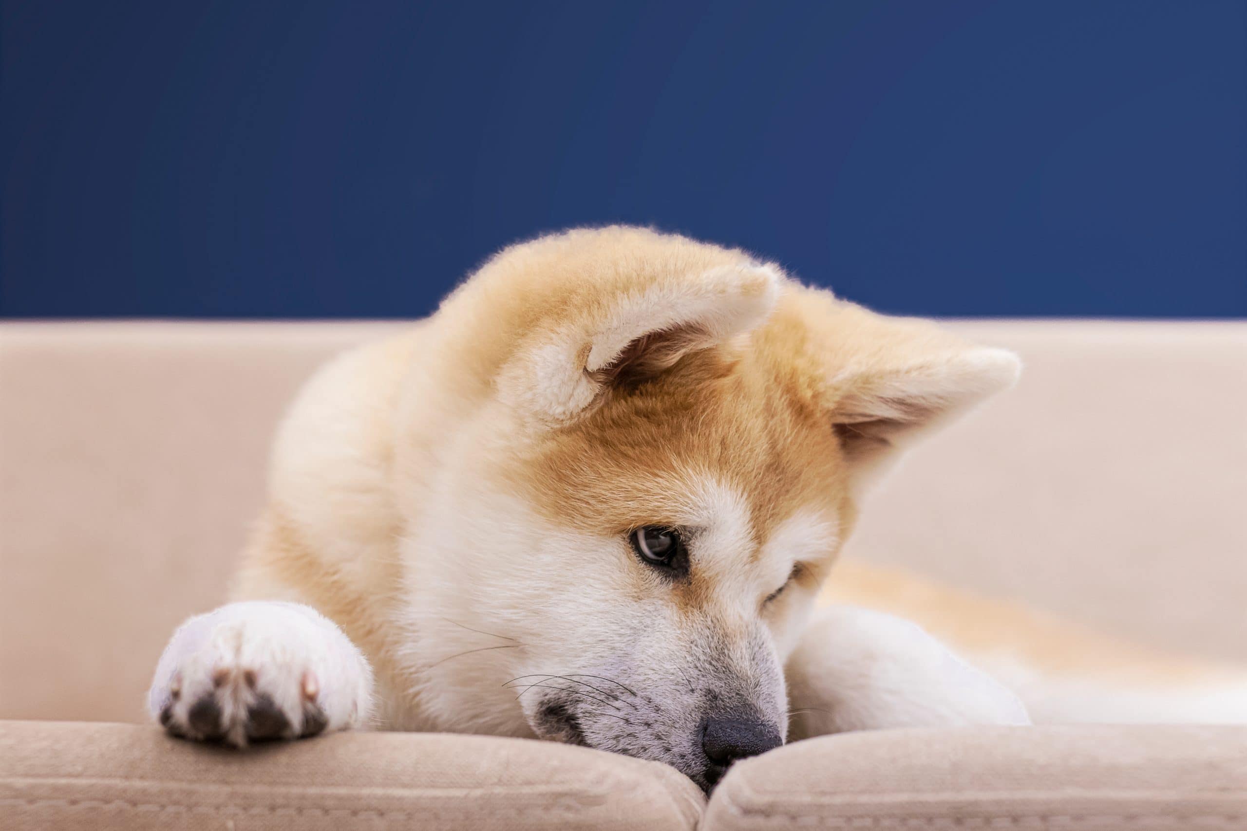 Trauriger Shiba Inu Hund