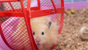 Hamster im Hamsterrad