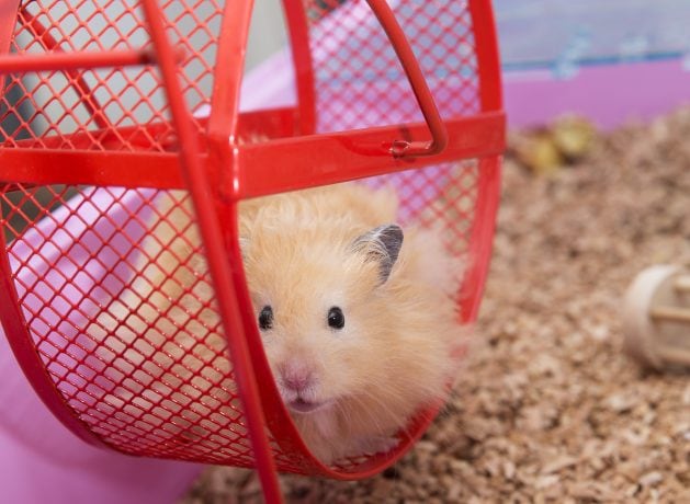 Hamster im Hamsterrad