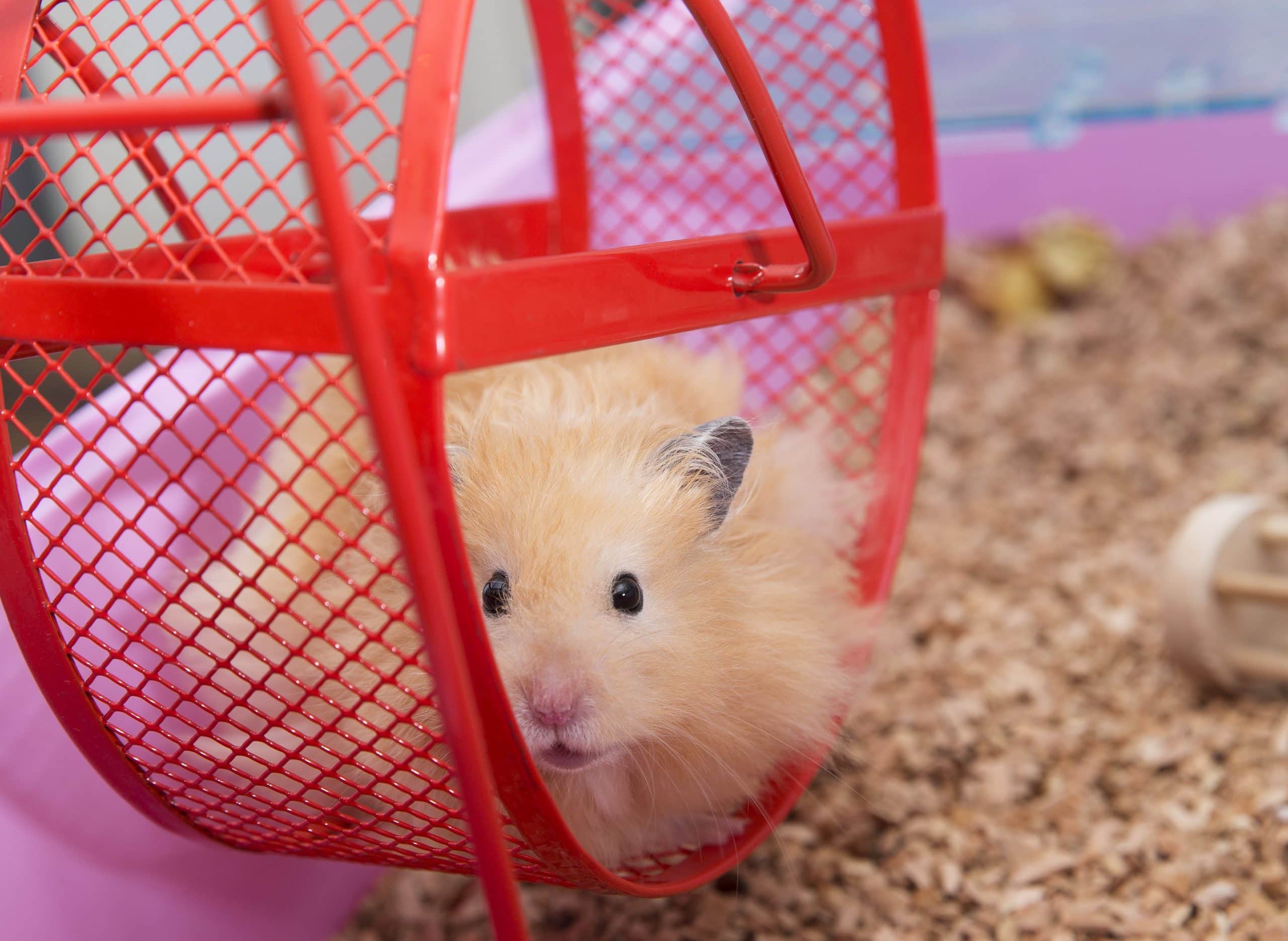 Hamster im Hamsterrad