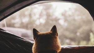 Ein Hund guckt aus einem Zelt