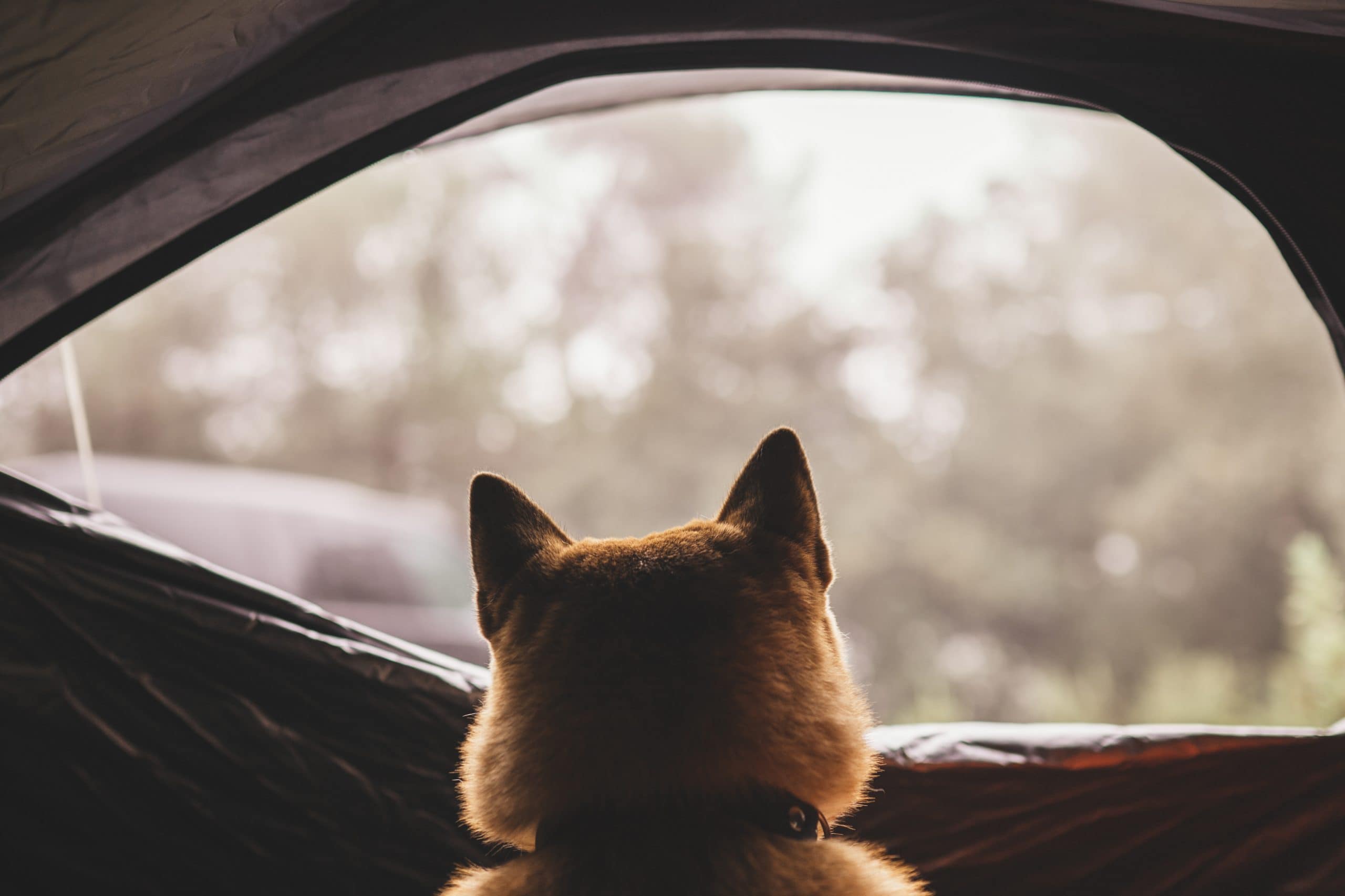 Ein Hund guckt aus einem Zelt