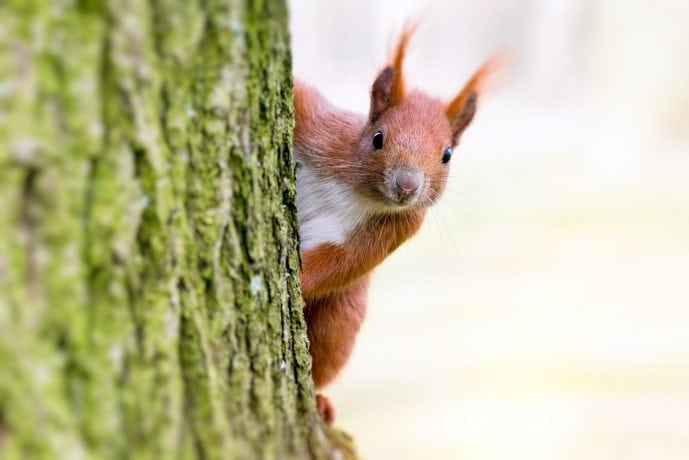 Eichhörnchen schaut hinterm Baum hervor