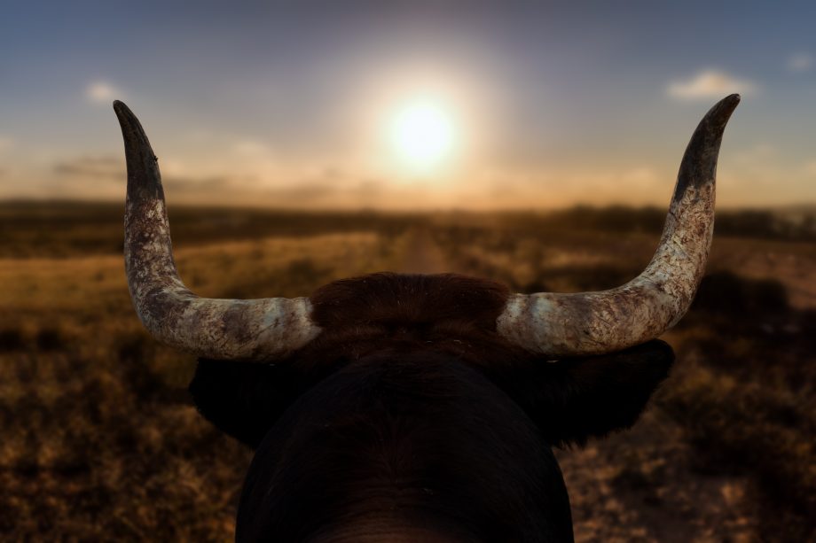 Inflation und Taproot – Bitcoin visiert 70.000 USD an | BTC-ECHO Bulle schaut auf die Sonne.