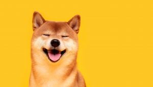 Shiba Inu Hund