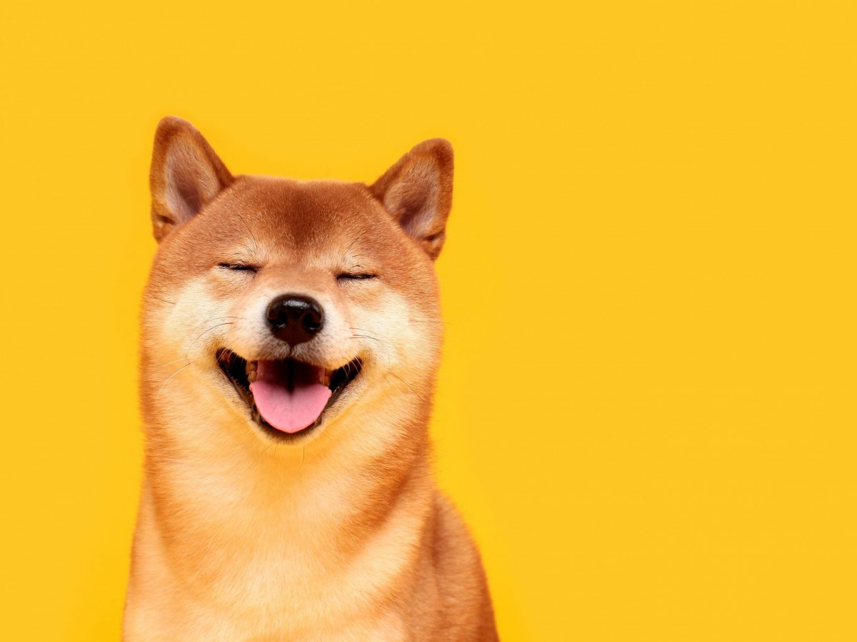 Shiba Inu (SHIB) pumpt um über 30 Prozent | BTC-ECHO