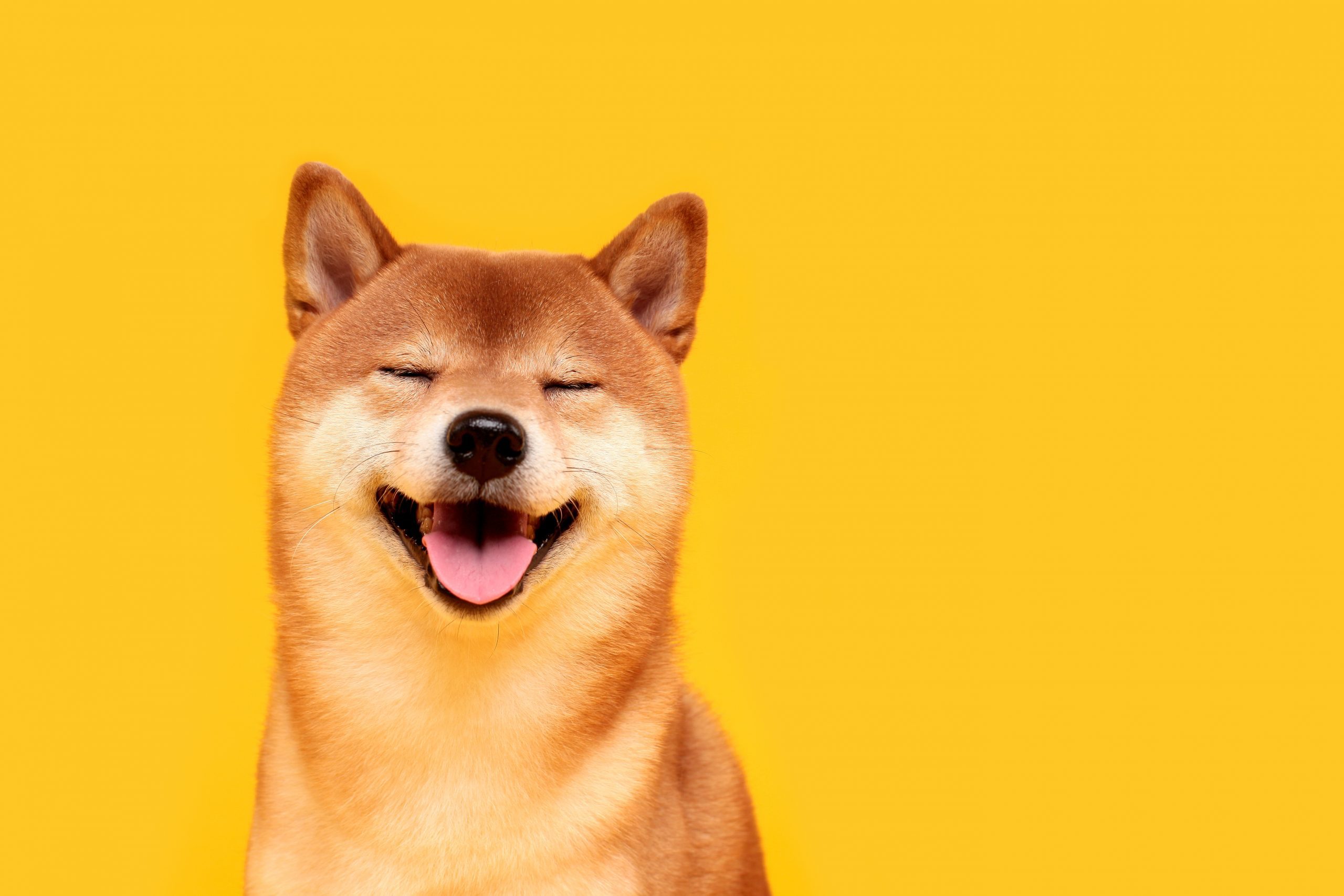 Shiba Inu Hund