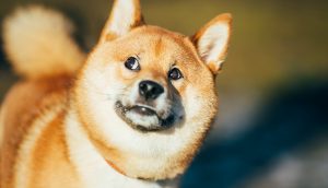 nach links oben schielender Shiba Inu