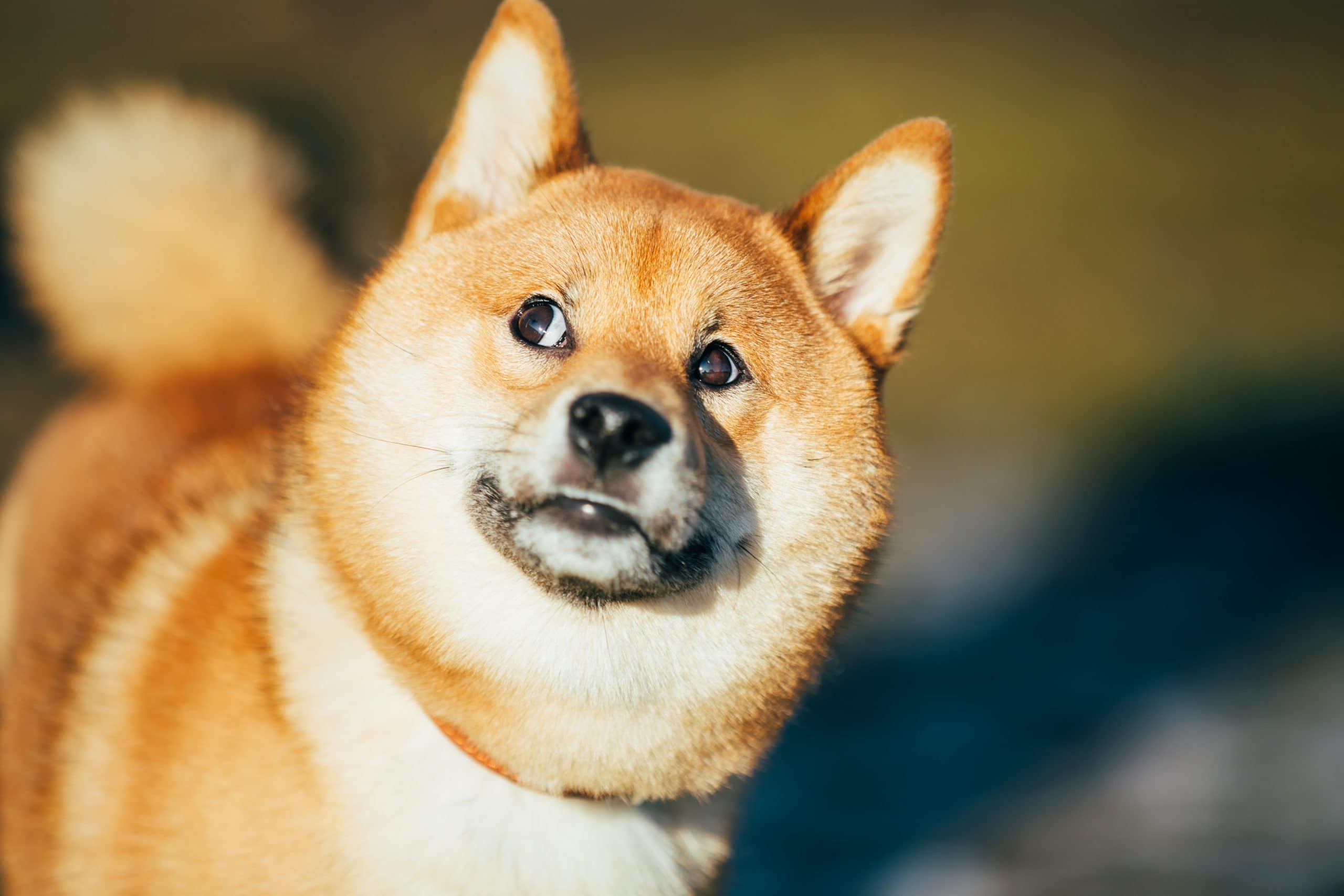 nach links oben schielender Shiba Inu