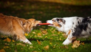 Hunde ringen um eine Frisbeescheibe.