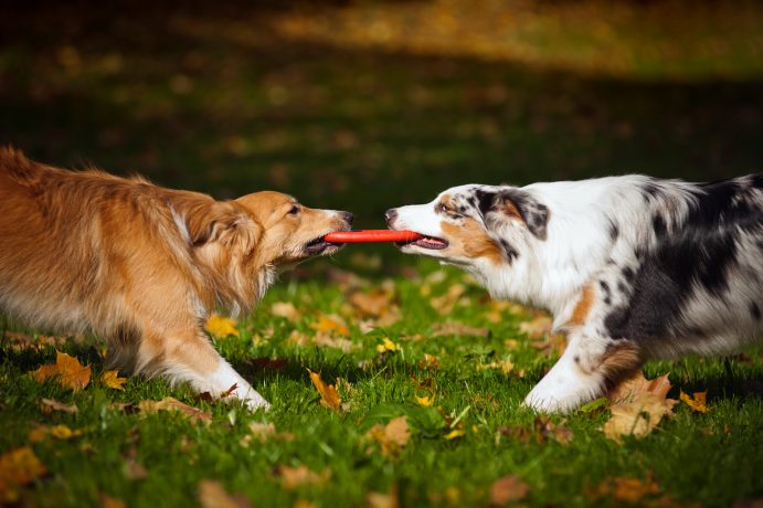 Hunde ringen um eine Frisbeescheibe.