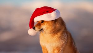 Hund mit Weihnachtsmütze