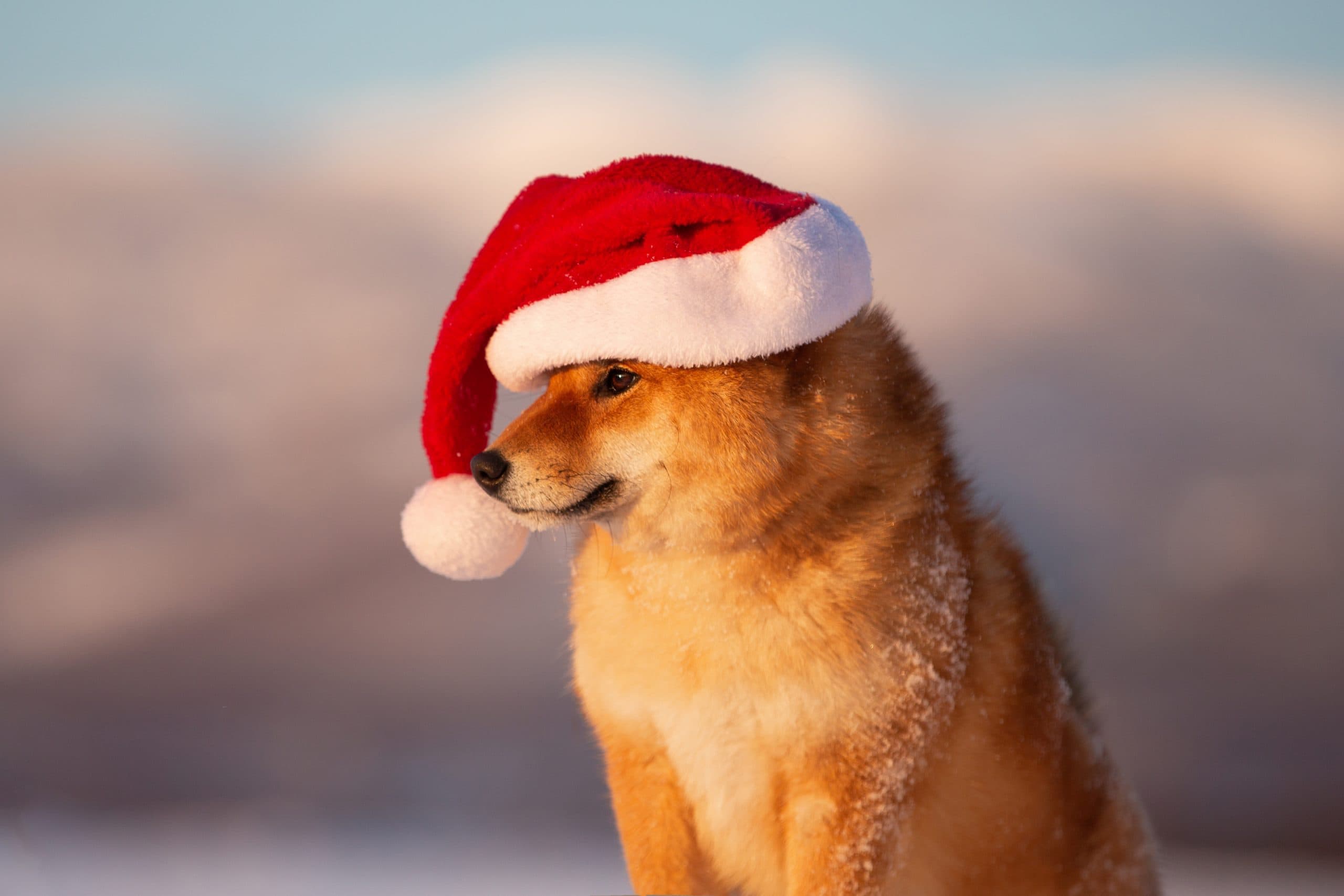 Hund mit Weihnachtsmütze