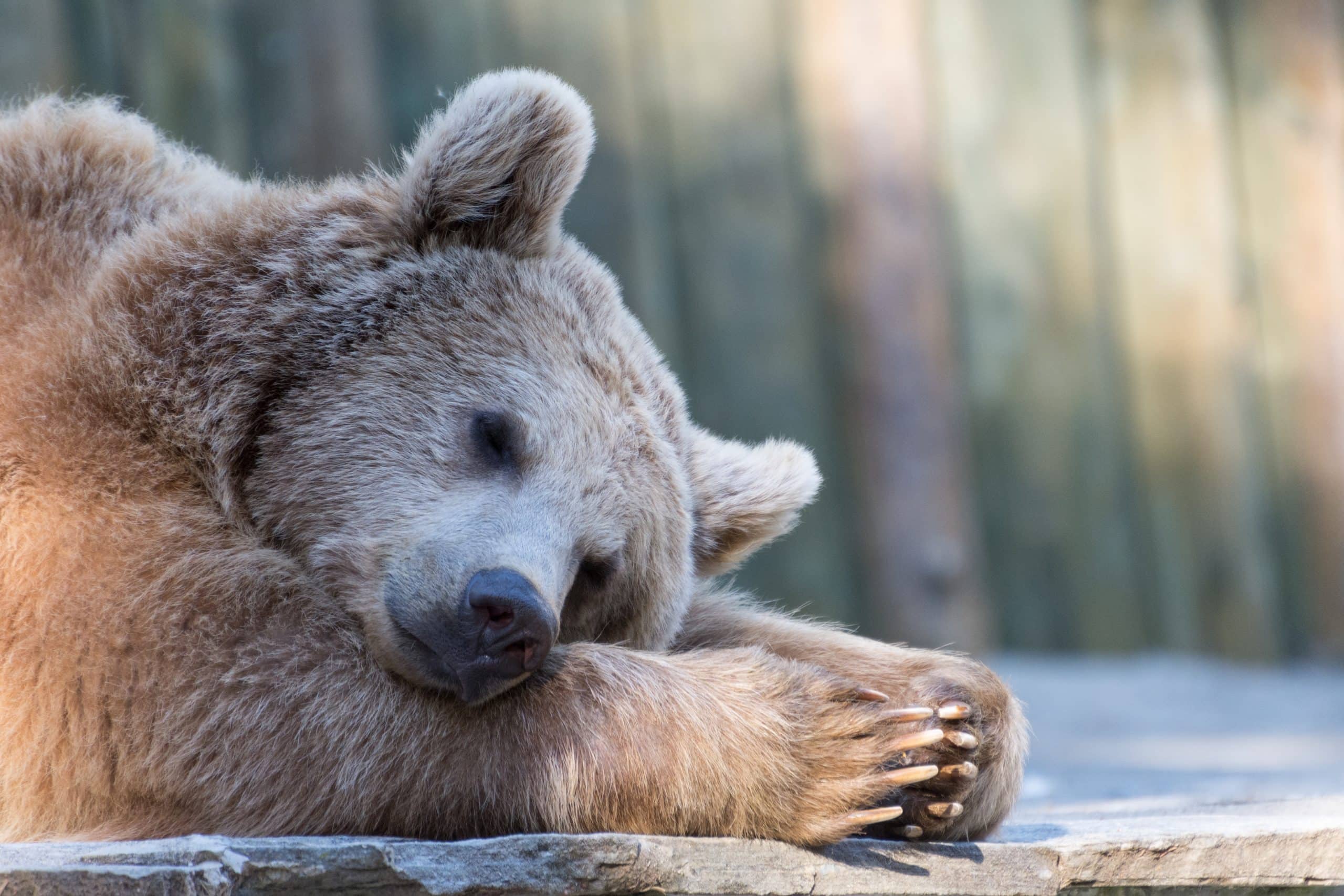 Ein Bär im Winterschlaf