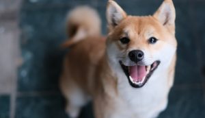 Shiba Inu Hund