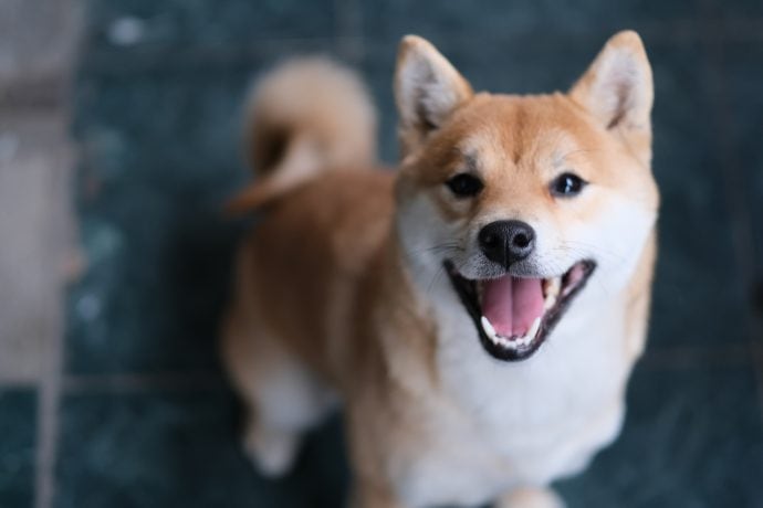 Shiba Inu Hund