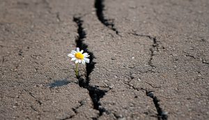 gänseblümchen das aus einem loch im asphalt klettert als symbol für bitcoin als krisenretter