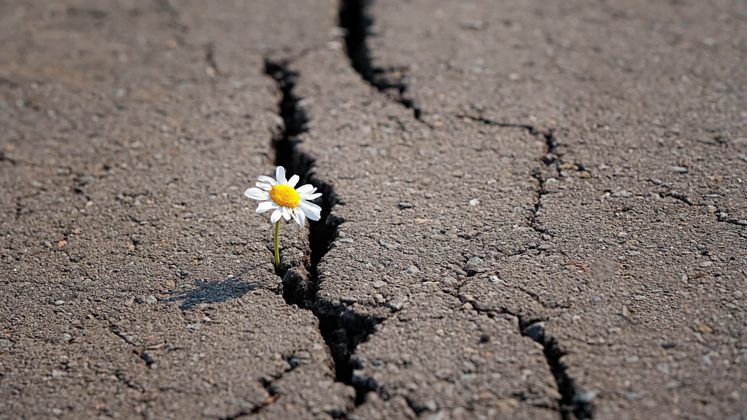 gänseblümchen das aus einem loch im asphalt klettert als symbol für bitcoin als krisenretter