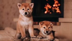 Shiba Inu Hunde vor einem Kamin