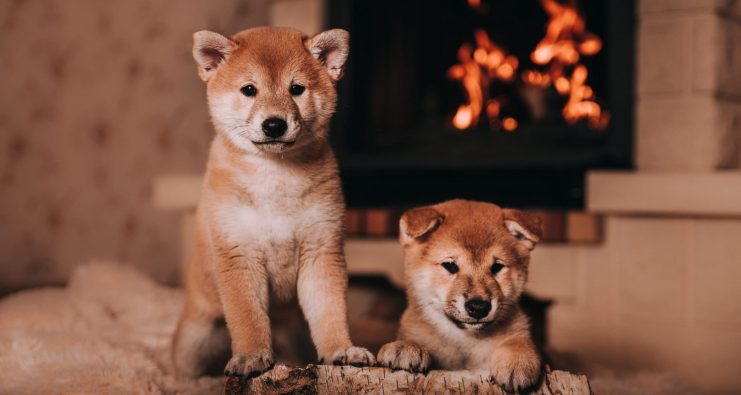 Shiba Inu Hunde vor einem Kamin