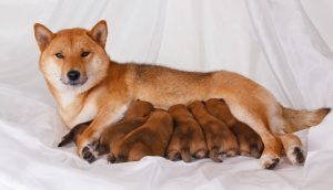Shiba Inu Mutter