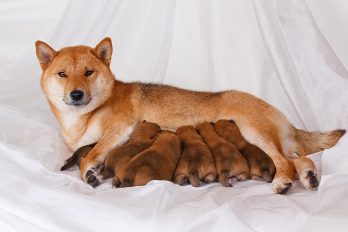 Shiba Inu Mutter