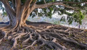 Baum mit Wurzeln