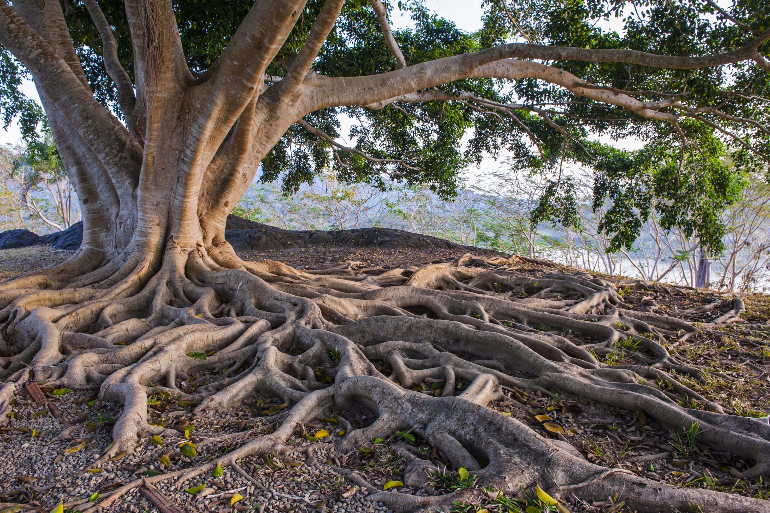 Baum mit Wurzeln