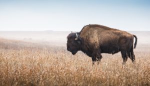 bison