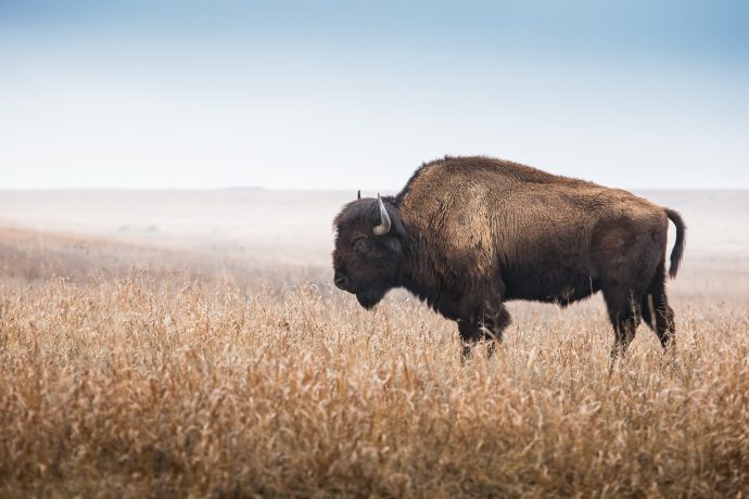 bison