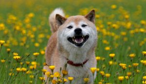 Glücklicher Shiba Inu Hund