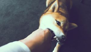 Ein bissiger Shiba Inu