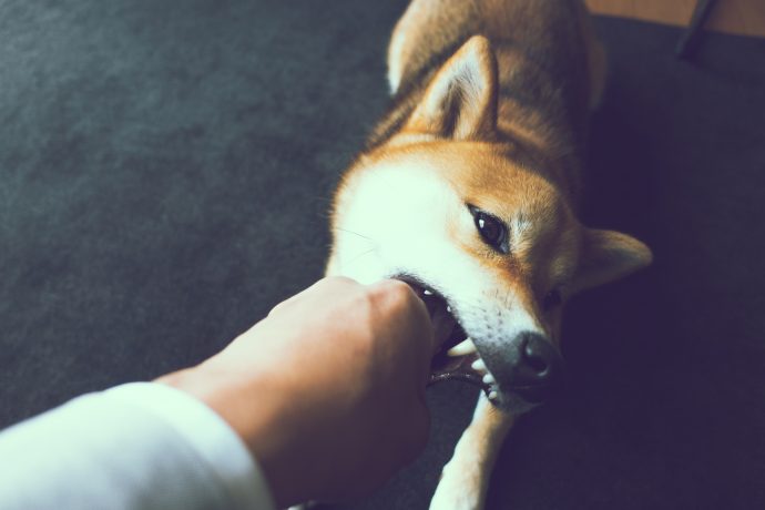 Ein bissiger Shiba Inu