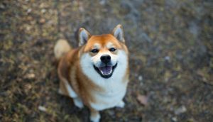 Shiba Inu