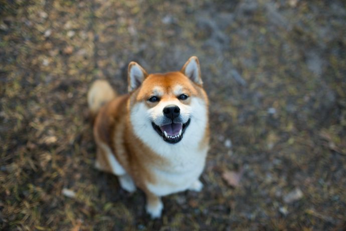 Shiba Inu