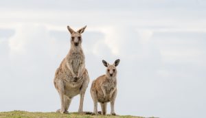 zwei Kängurus auf einem Berg