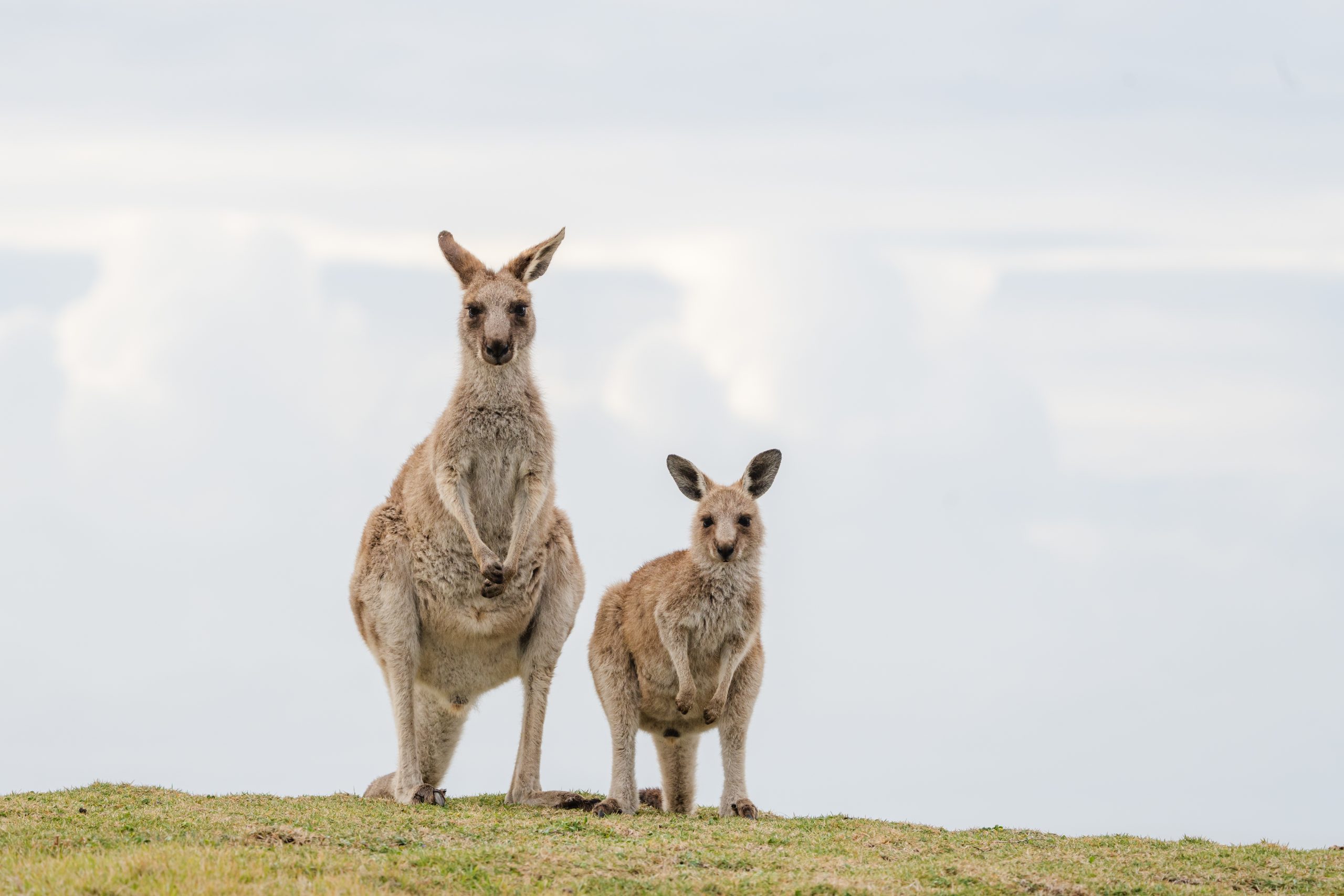 zwei Kängurus auf einem Berg