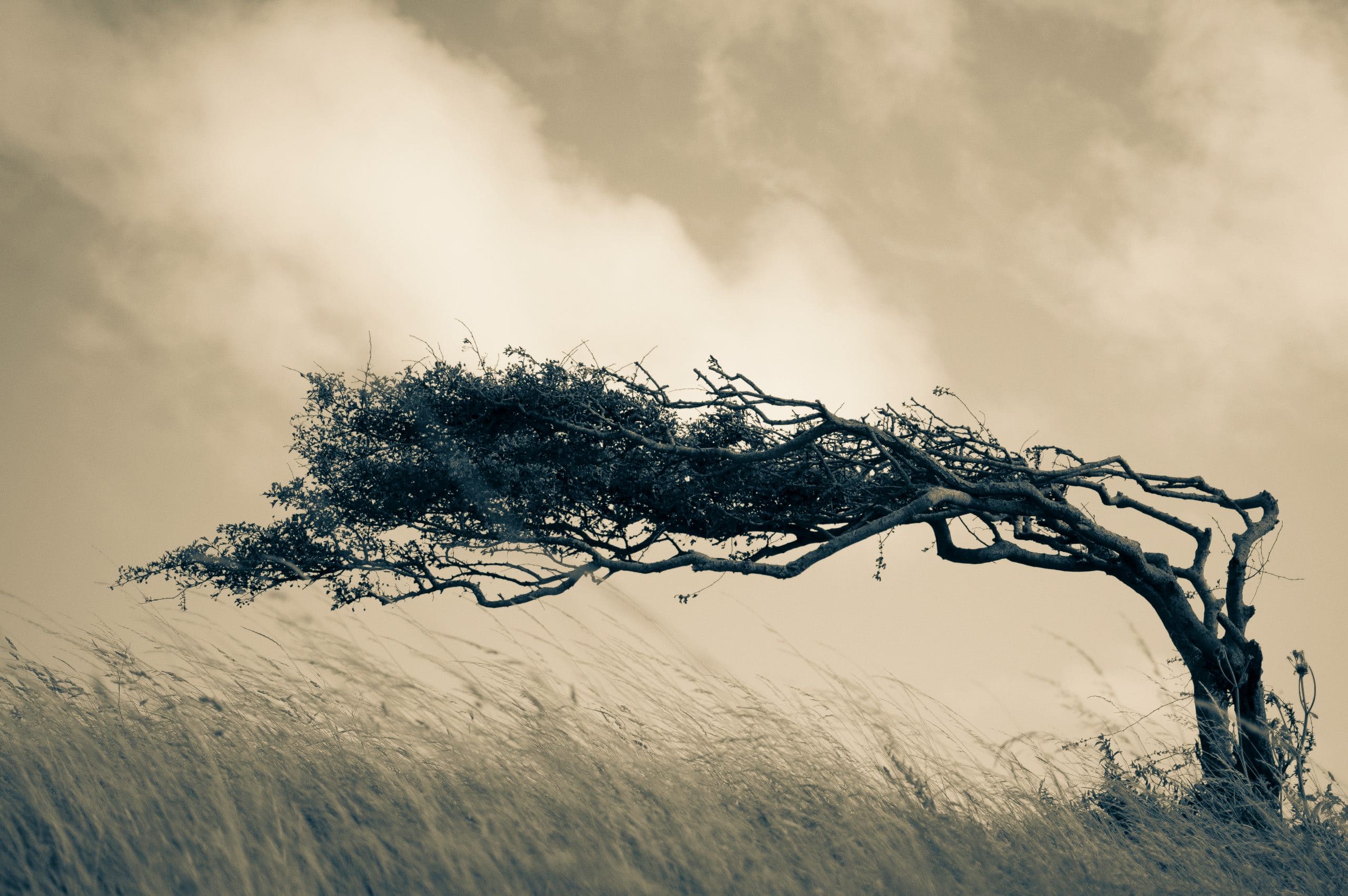 Ein Baum zeigt sich resilient gegen den Wind.