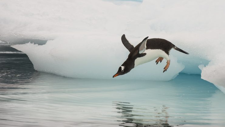 pinguin springt wie ein bitcoin-investor ins kalte wasser