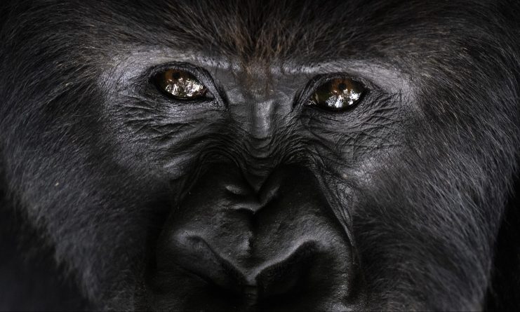 Gorilla