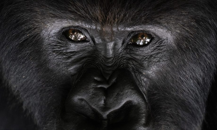 Gorilla